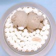 画像2: くまちゃんの白いケーキ[ぷぅのおひるね](１８cm)6号 (2)